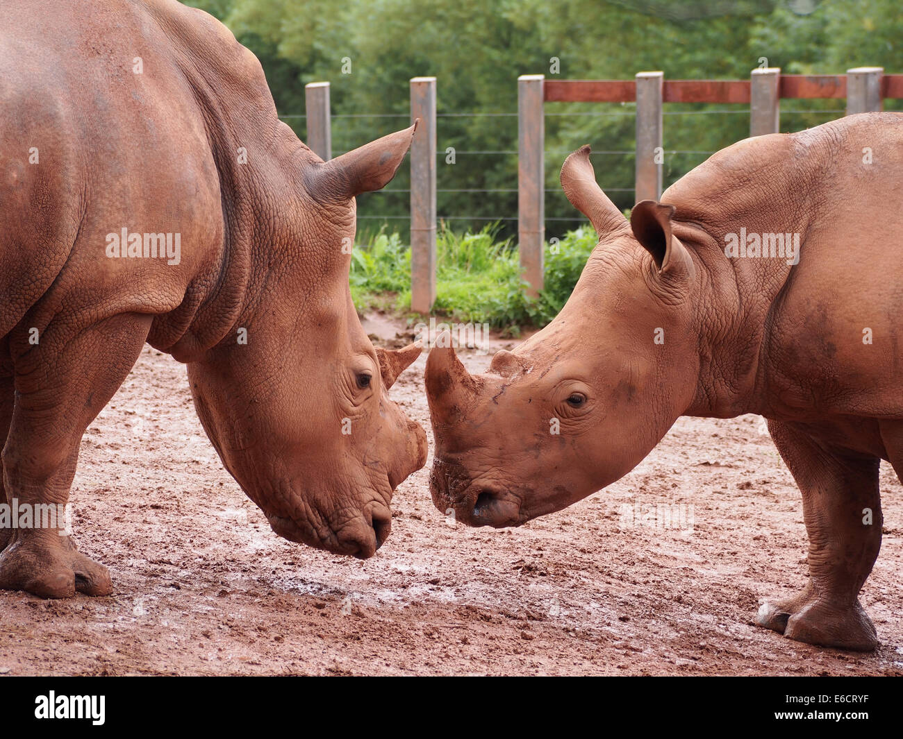 two White Rhinoceros play fighting at the South Lakes Safari Zoo in Cumbria, England Stock Photo