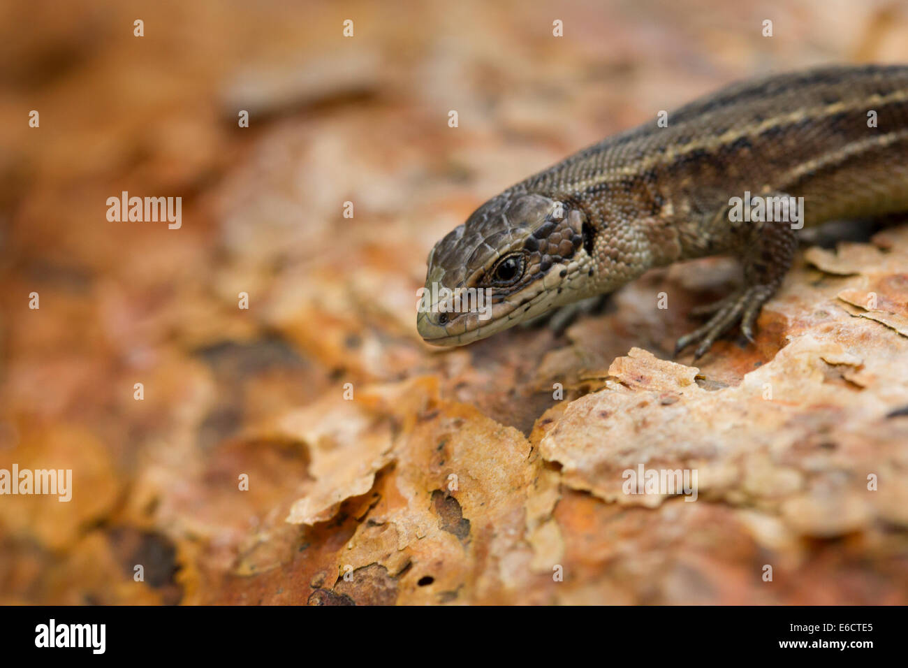 Common lizard Zootoca vivipara (controlled conditions), adult female, basking on tree bark, Arne, Dorset, UK in May. Stock Photo
