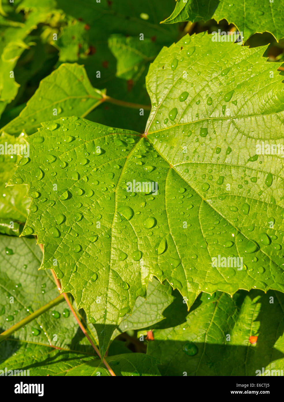 WARREN, VERMONT, USA - Morning dew, water droplets on grape leaves. Stock Photo