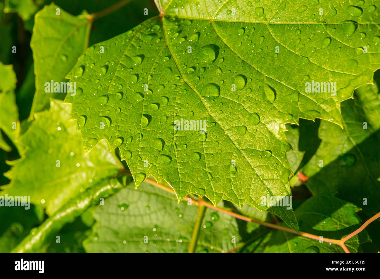 WARREN, VERMONT, USA - Morning dew, water droplets on grape leaves. Stock Photo