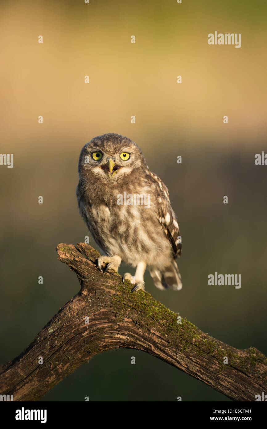 Little owl Athene noctua, juvenile, perched on branch, Tiszaalpár, Hungary in June. Stock Photo