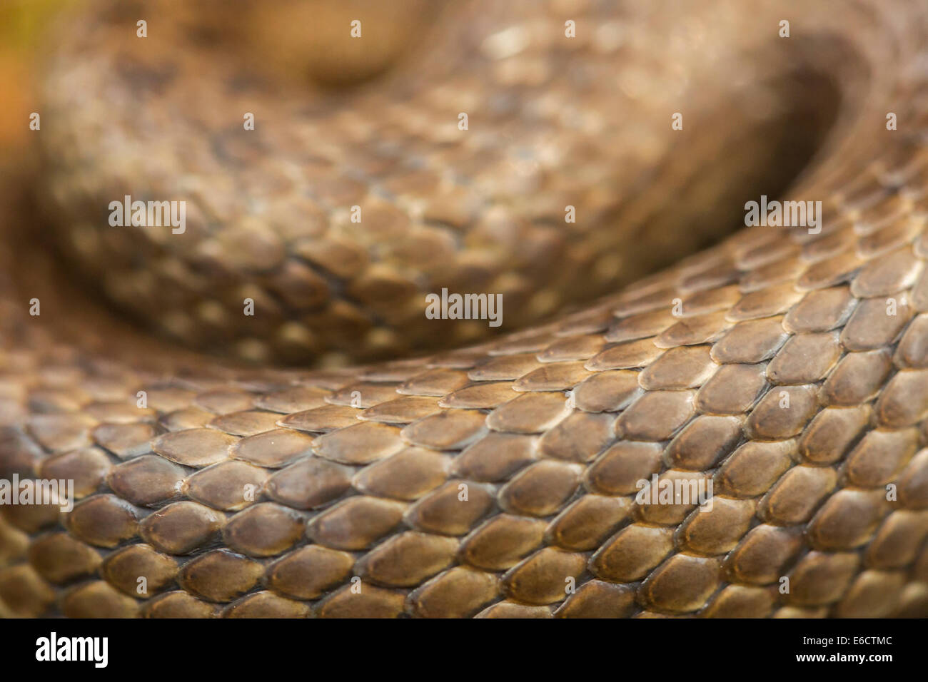 Smooth snake Coronella austriaca (under licence), adult male, coiled body, Arne, Dorset in May. Stock Photo