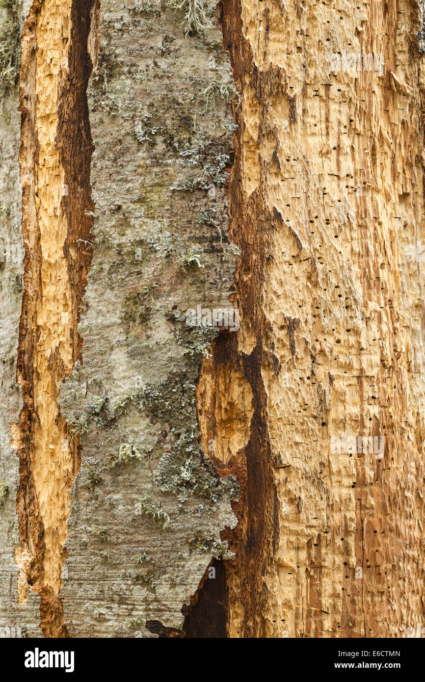 White-backed Woodpecker Dendrocopos leucotos, feeding signs on tree, Selva de Irati, Spanish Pyrenees in April. Stock Photo