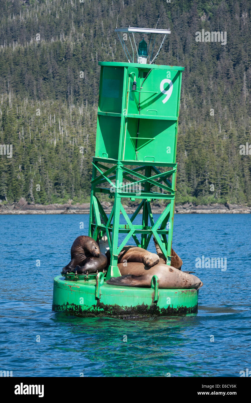 Sea Lions in Alaska's Prince William Sound Stock Photo
