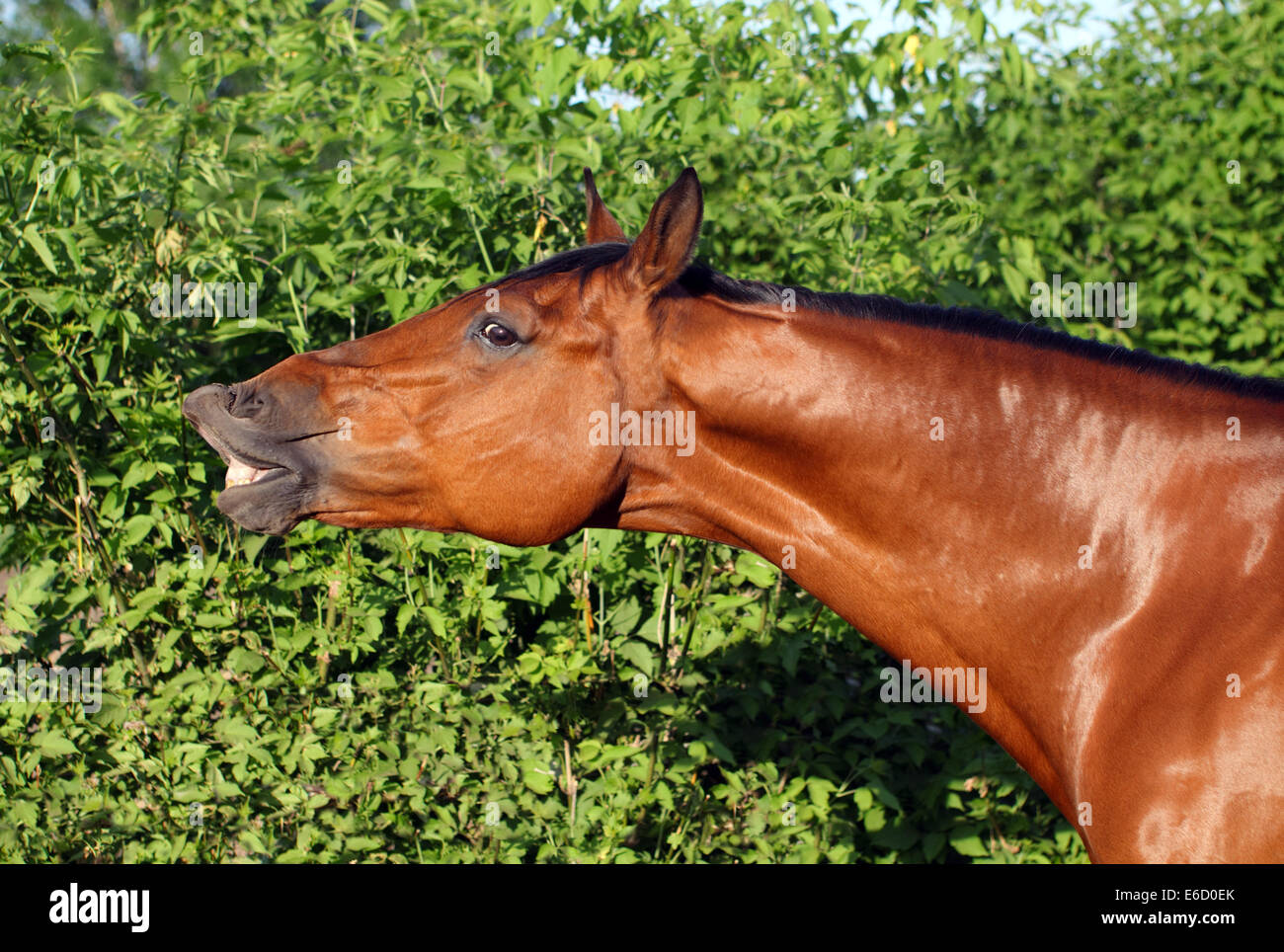 Horse laughing under a tree on a sunshiny day Stock Photo