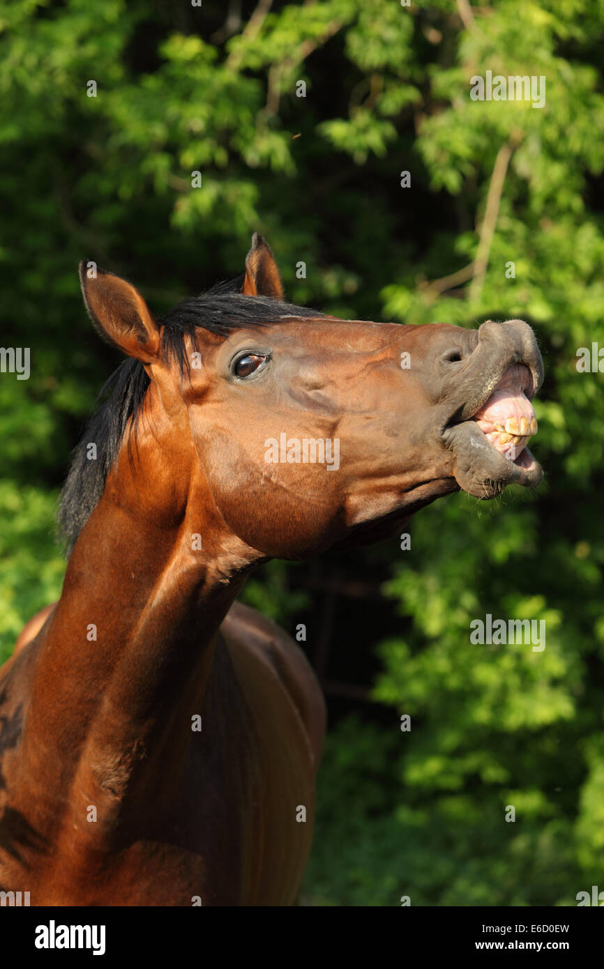 Bay Horse Smiling and laughing Stock Photo