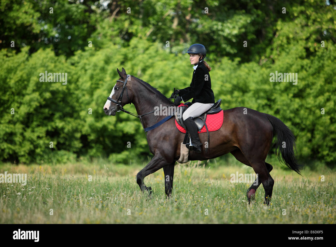Horseriding, trot, riding school Stock Photo