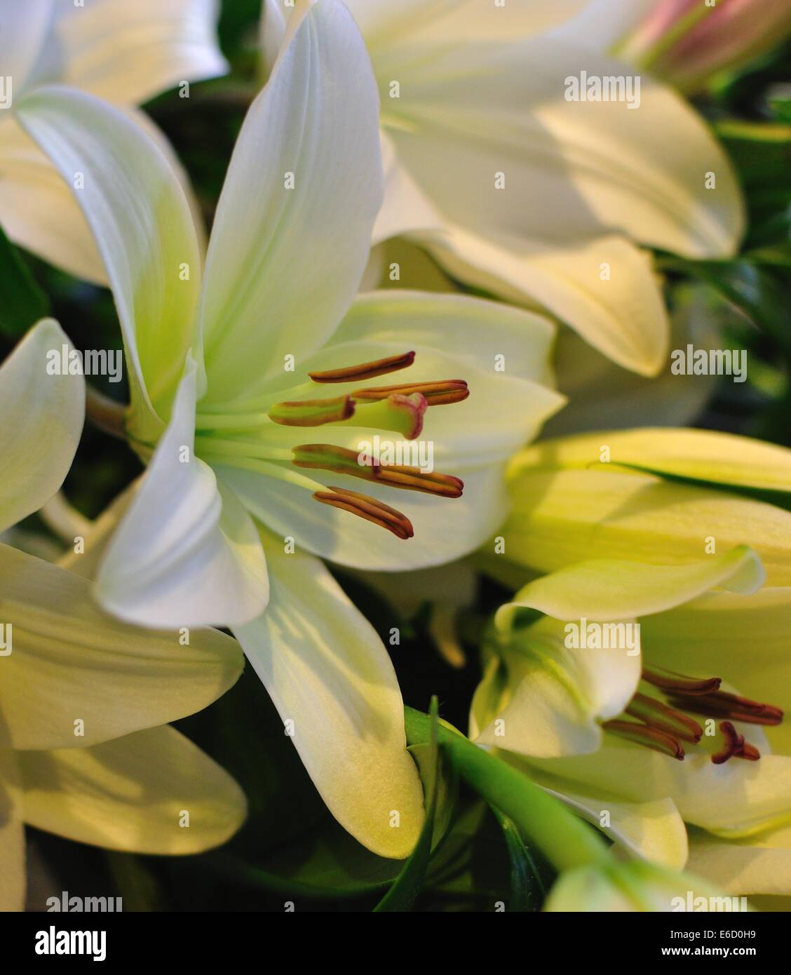 side view of bouquet of white lilies, lilium, wide open showing stamens ...