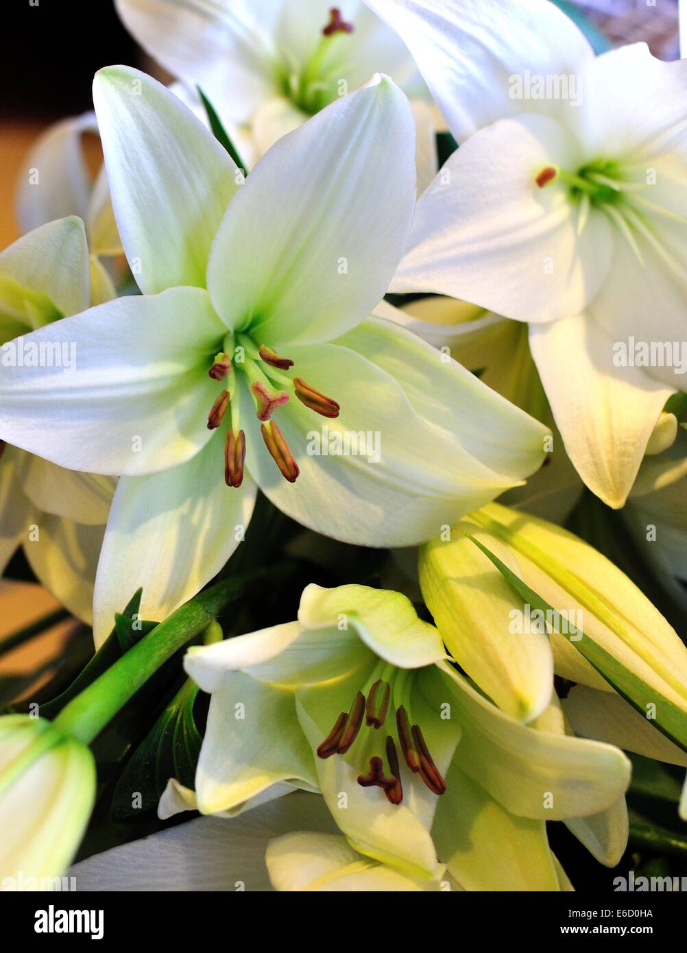 Open white lilies hi-res stock photography and images - Alamy