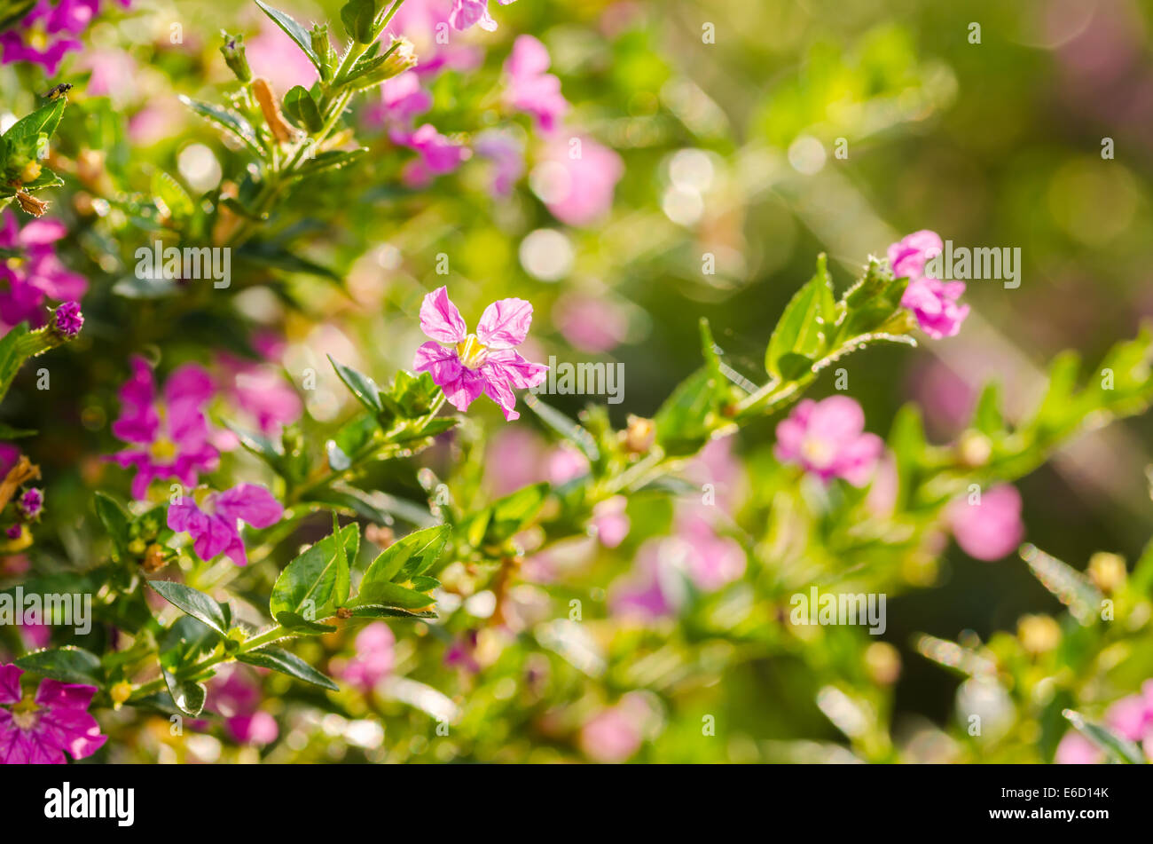 Pink Pink Cuphea hyssopifolia or false heather or Mexican heather or Hawaiian heather or elfin herb flower flower in the garden  Stock Photo