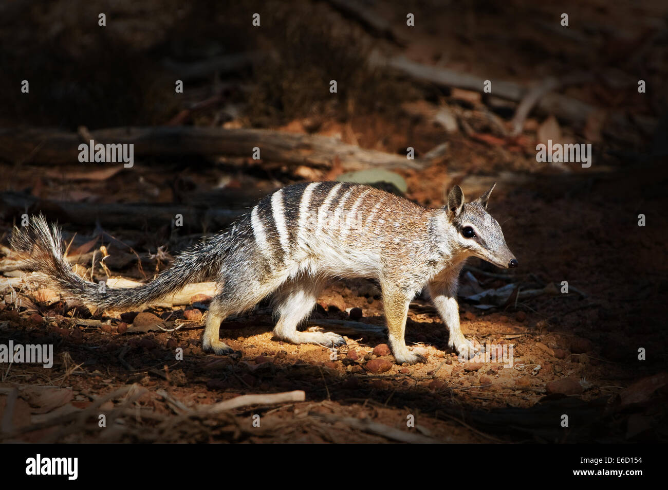 Numbat in a light beam foraging on the ground of the forest. Stock Photo
