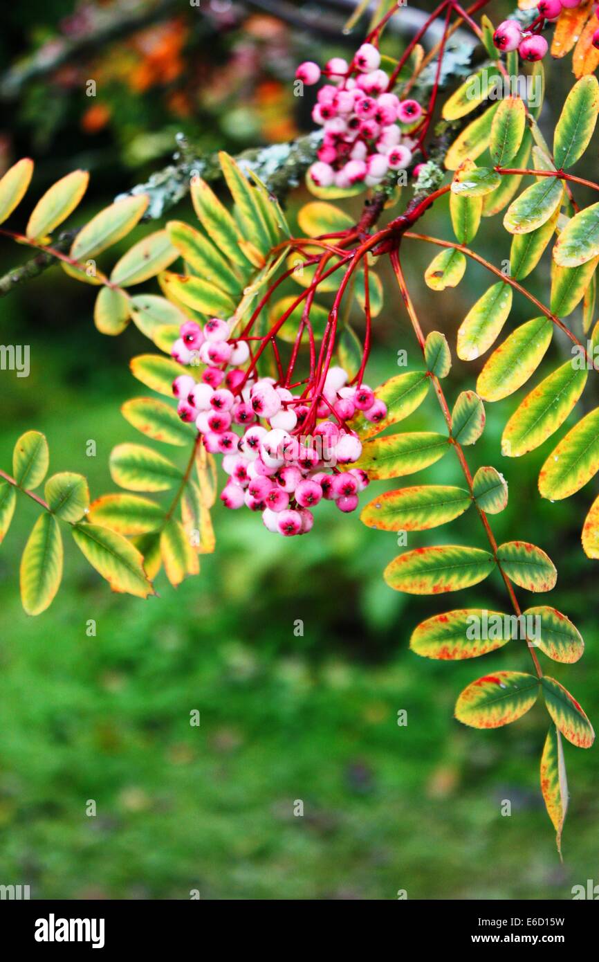 Beautiful pink flowers Stock Photo - Alamy
