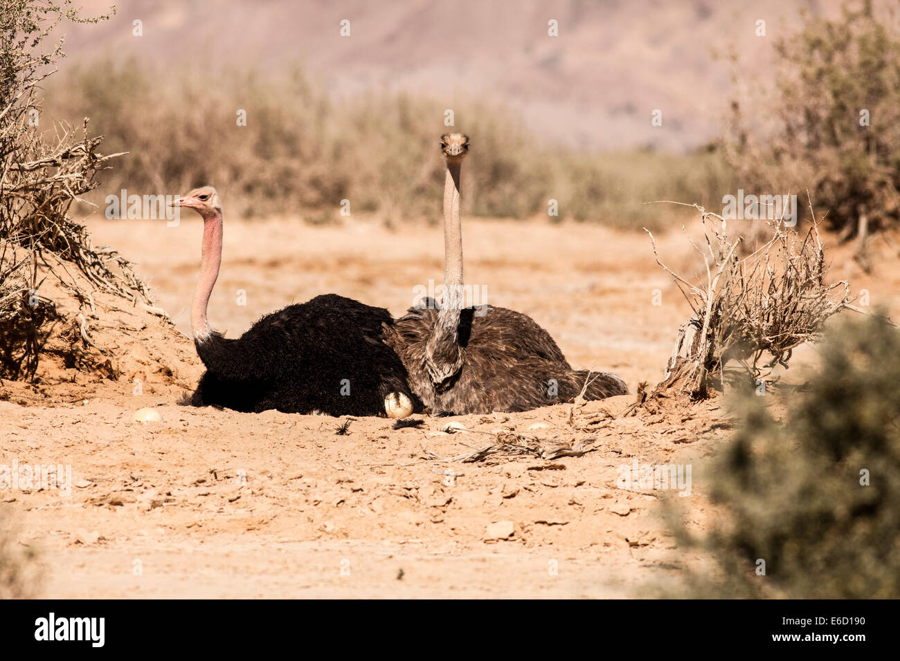 Israel, Aravah, The Yotvata Hai-Bar Nature Reserve breeding and reacclimation centre. Ostrich, Struthio camelus Stock Photo