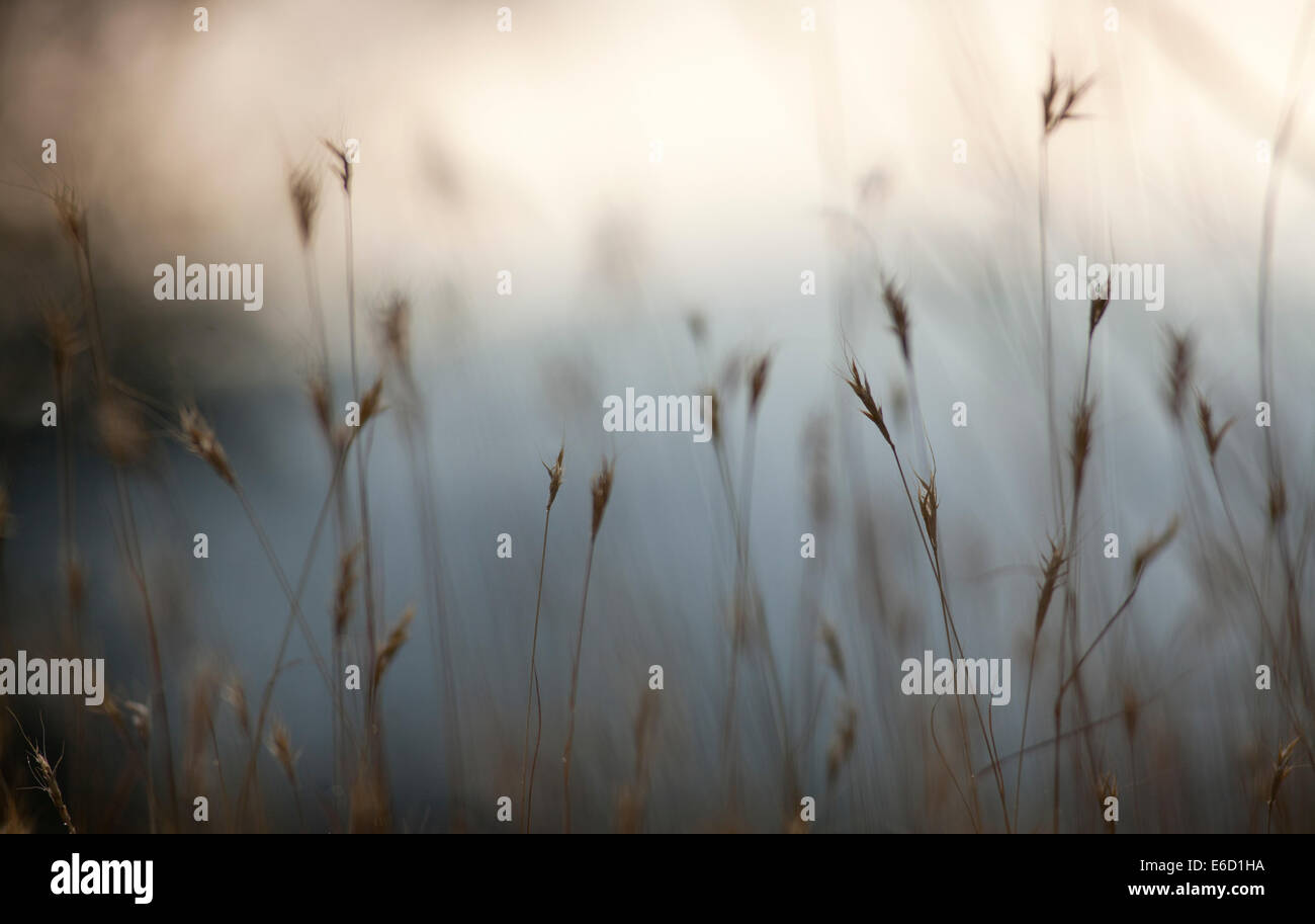 Selective focus on a plant in a wild field Stock Photo