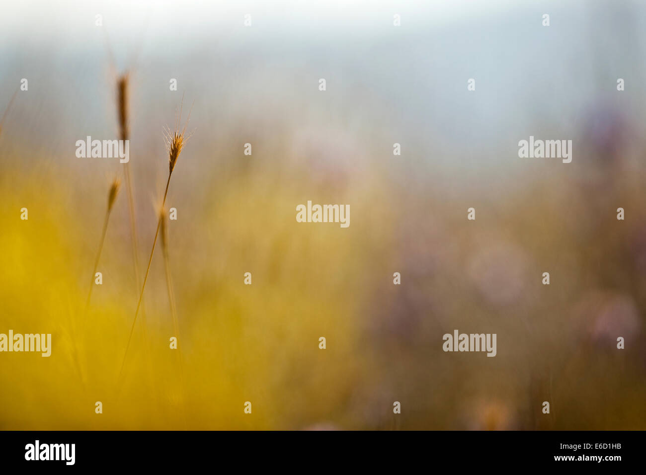 Selective focus on a plant in a wild field Stock Photo