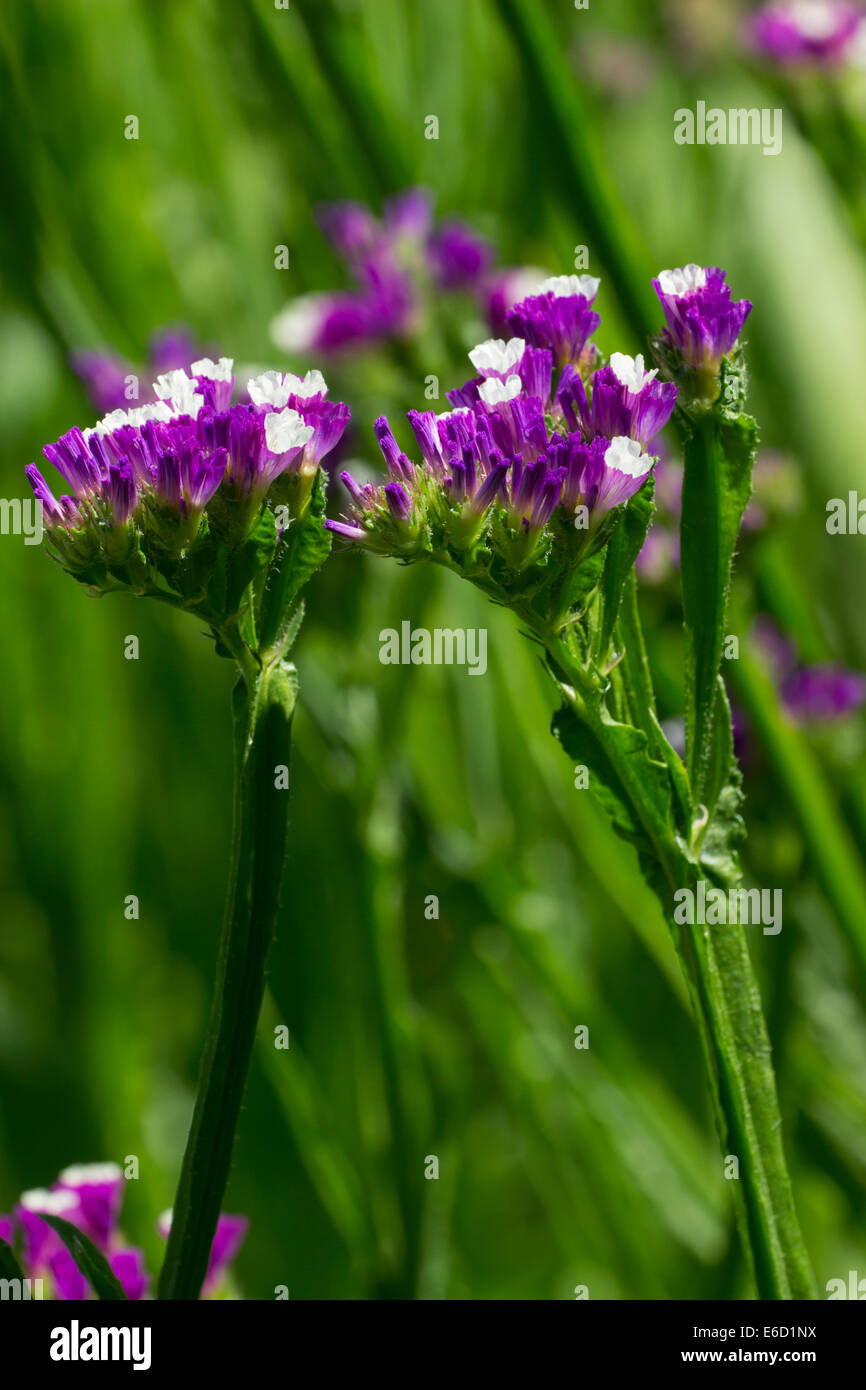 Flowers of the annual Statice, Limonium sinuatum 'Purple Attraction' Stock Photo