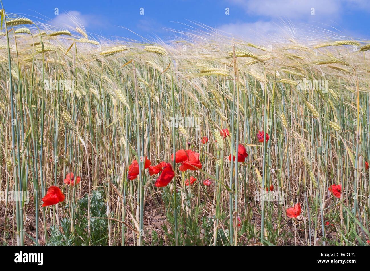Red poppies growing at the side of a cornfield on the  l'île de Ré,  Charente-Maritime, France Stock Photo