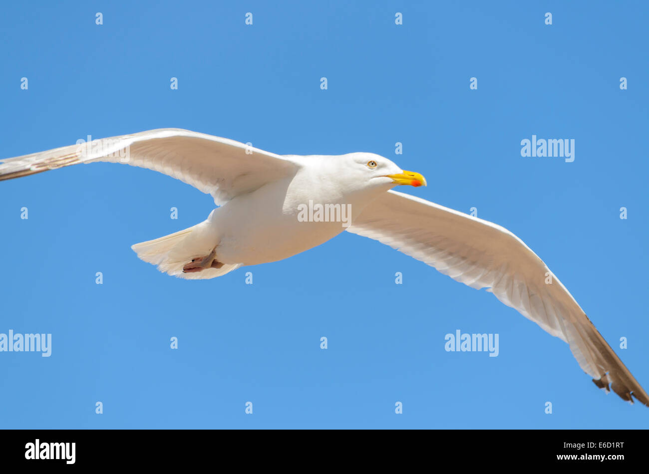 Seagull flying in a blue sky Stock Photo - Alamy