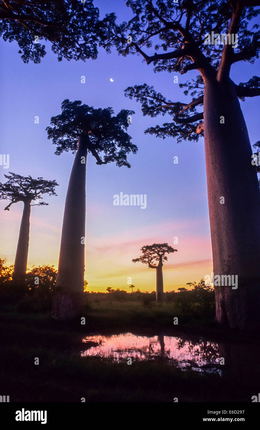 Grandidier's Baobab Trees (Adansonia grandidieri), Morondava, Toliara ...