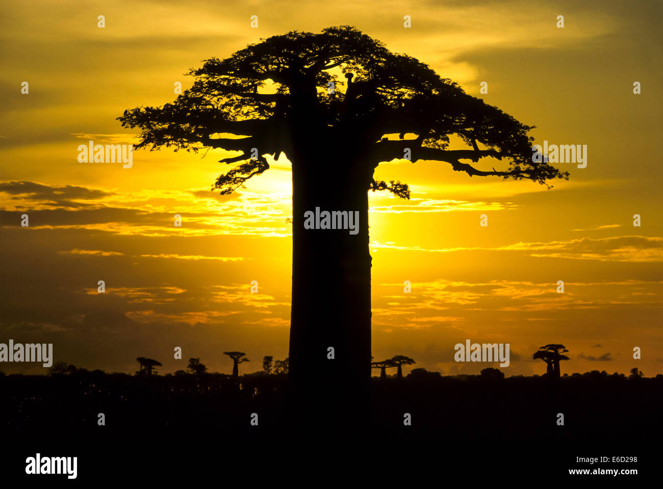 Grandidier's Baobab Tree (Adansonia grandidieri), Morondava, Toliara ...