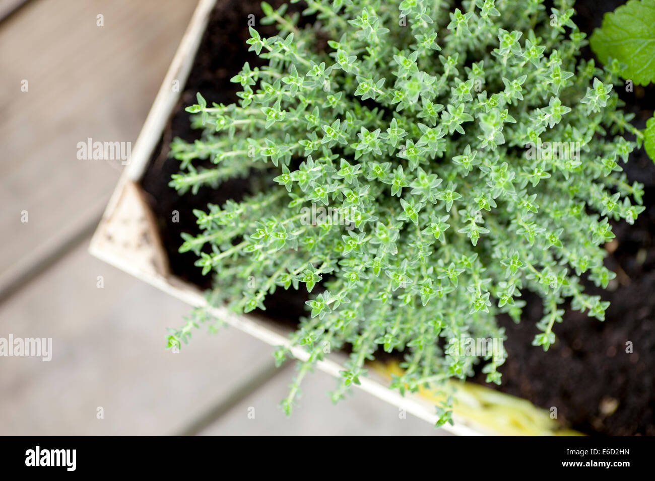 Plant of thymes growing in a wooden box. Photographed from above Stock
