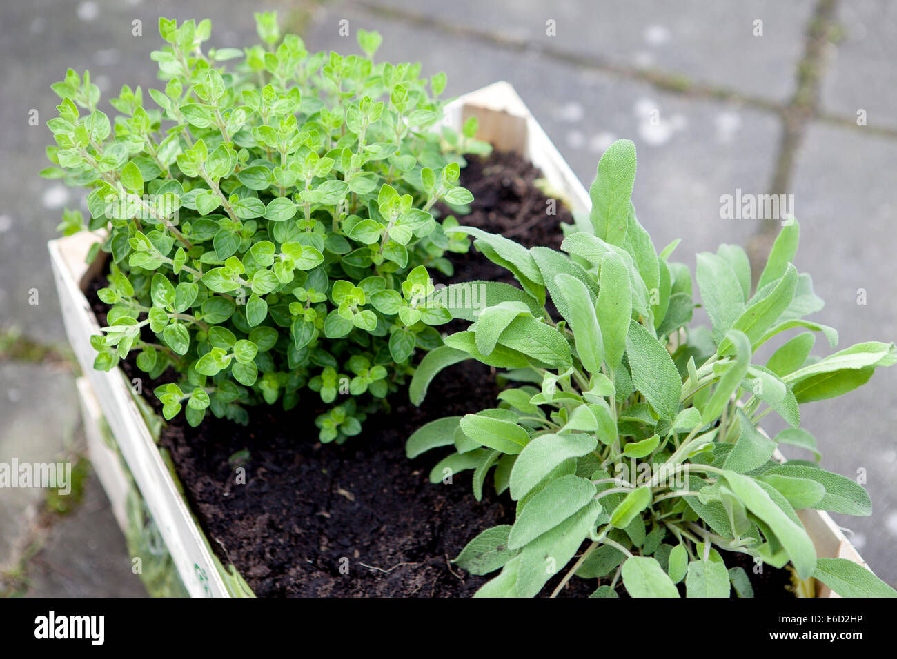 Sage and oregano growing in a plant box. Shallow focus Stock Photo Alamy
