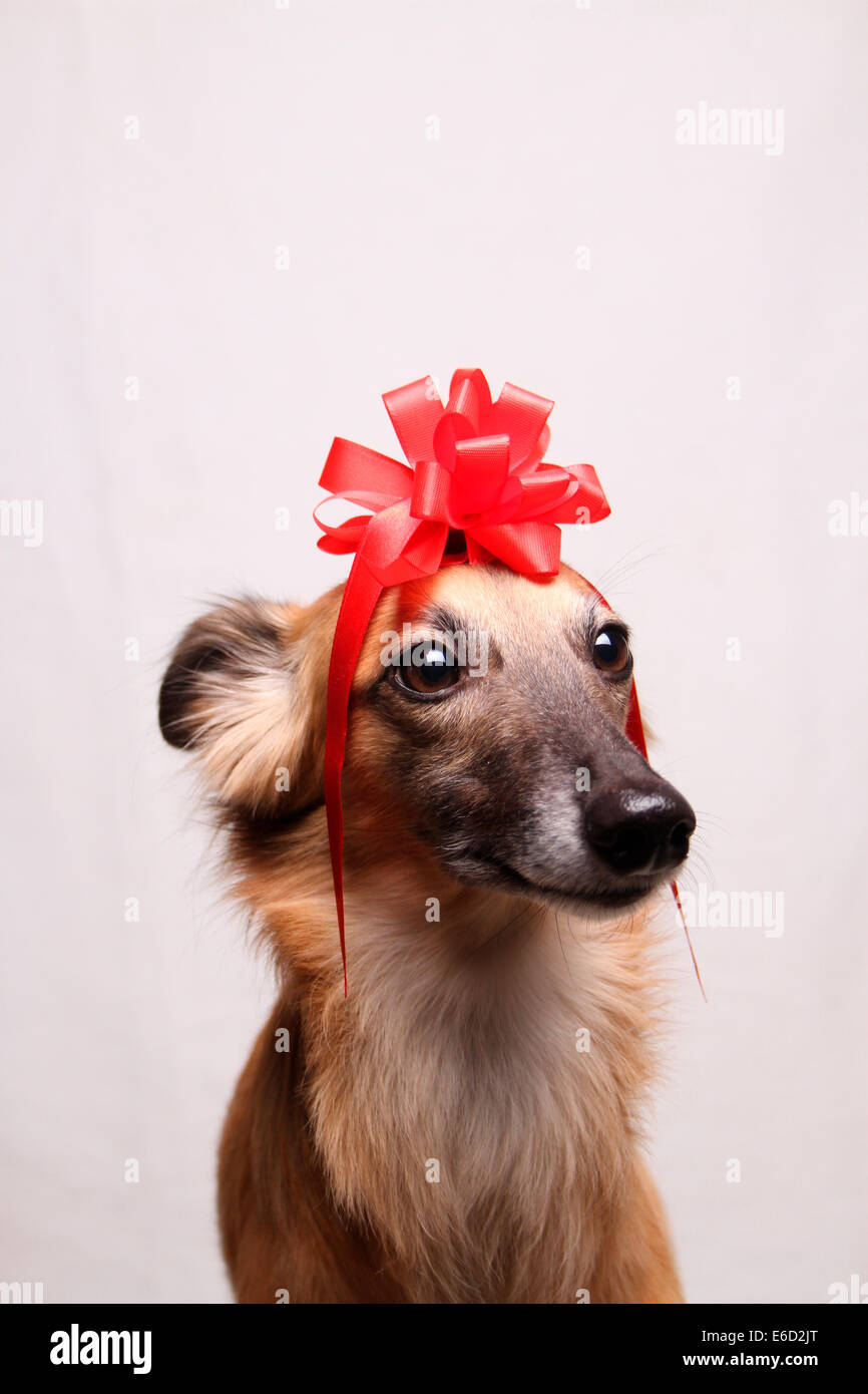 Longhaired Whippet or Silken Windsprite, whippet wearing a red bow on its head, portrait Stock Photo