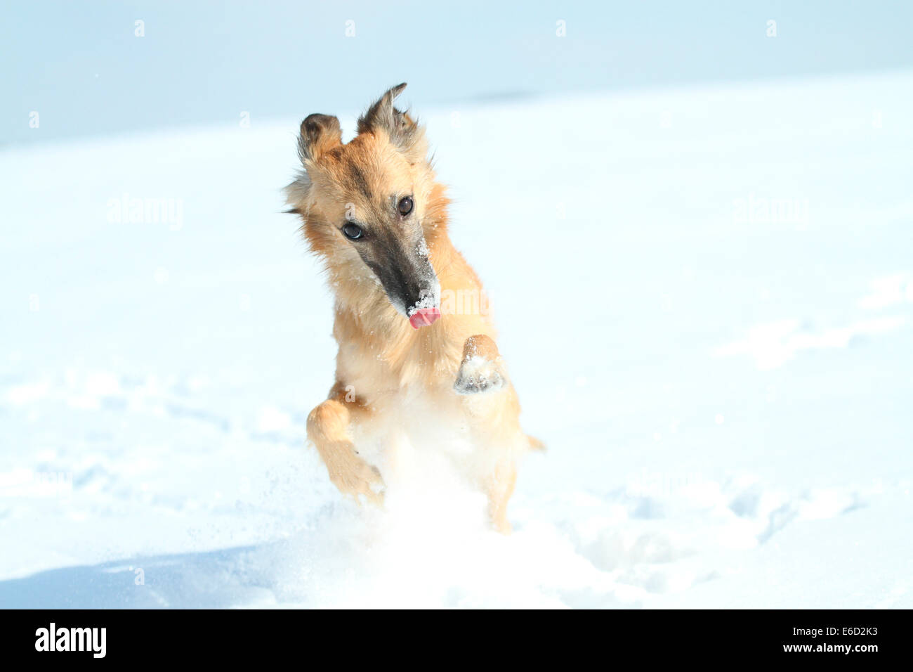 Longhaired Whippet or Silken Windsprite, whippet running in the snow, portrait Stock Photo