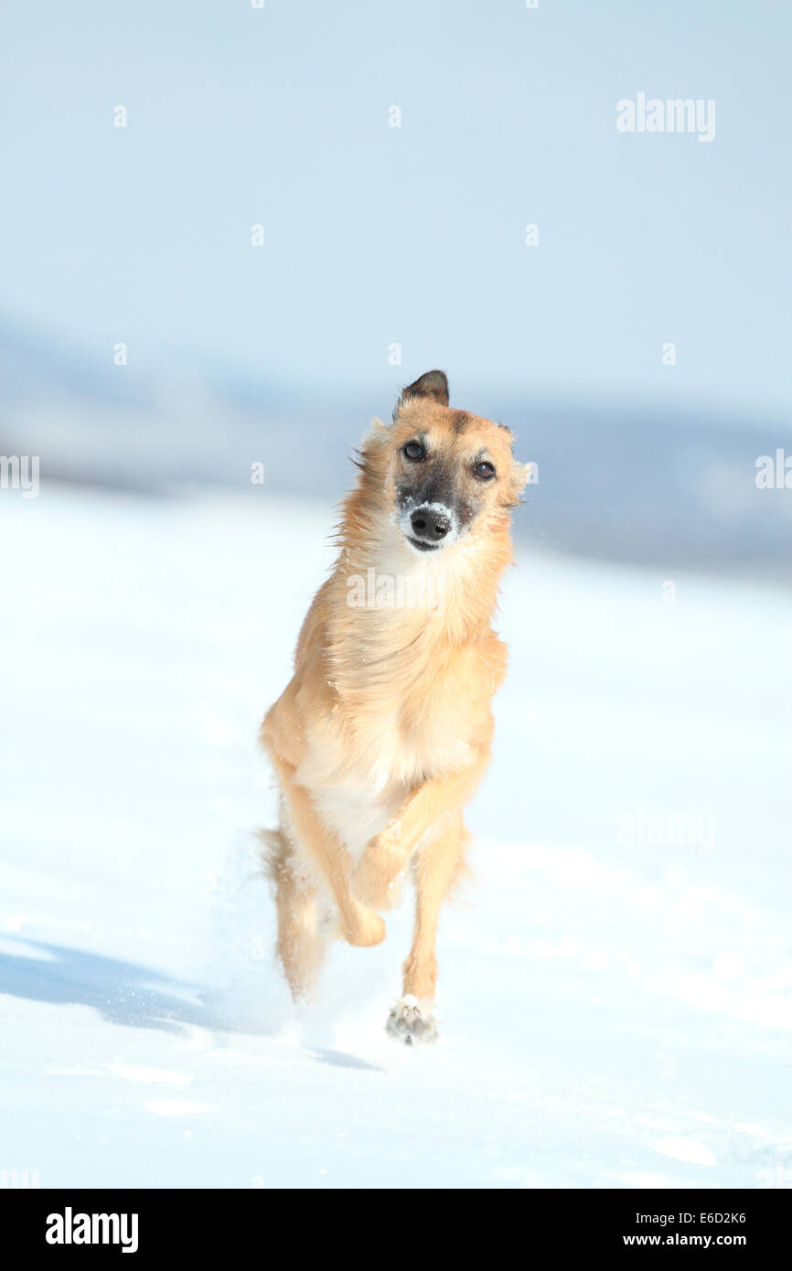 Whippet Running Stock Photos Whippet Running Stock Images Alamy