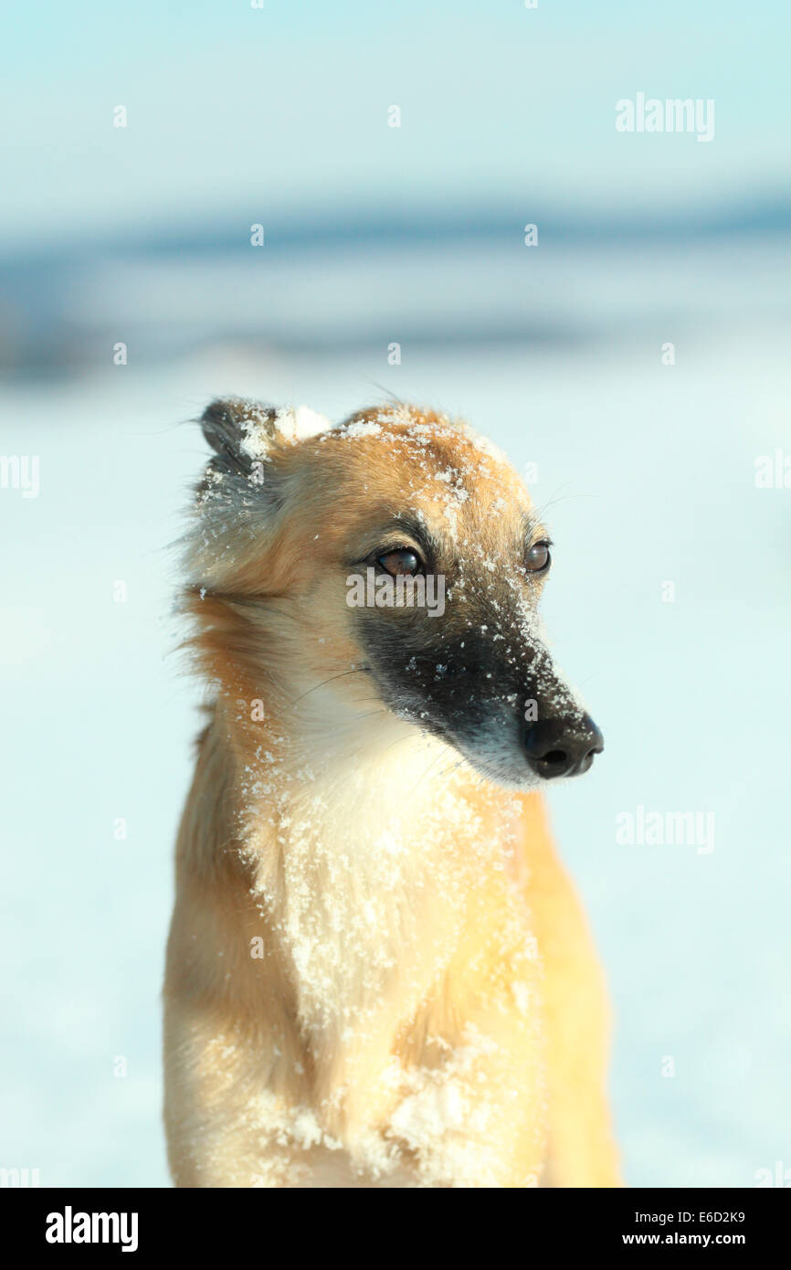 Longhaired Whippet or Silken Windsprite, whippet in the snow, portrait Stock Photo