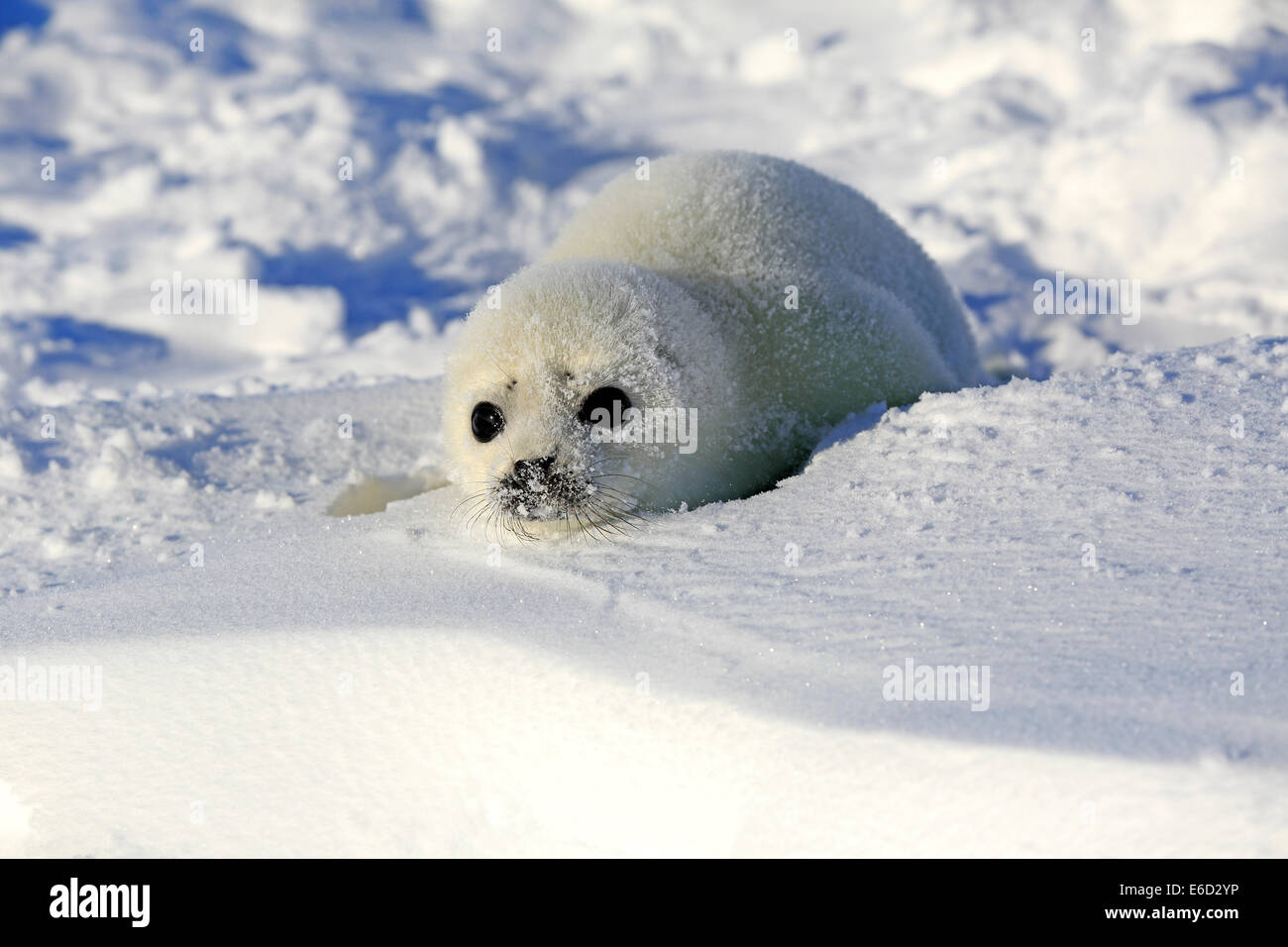 Harp Seal or Saddleback Seal (Pagophilus groenlandicus, Phoca groenlandica) pup on pack ice, Magdalen Islands Stock Photo