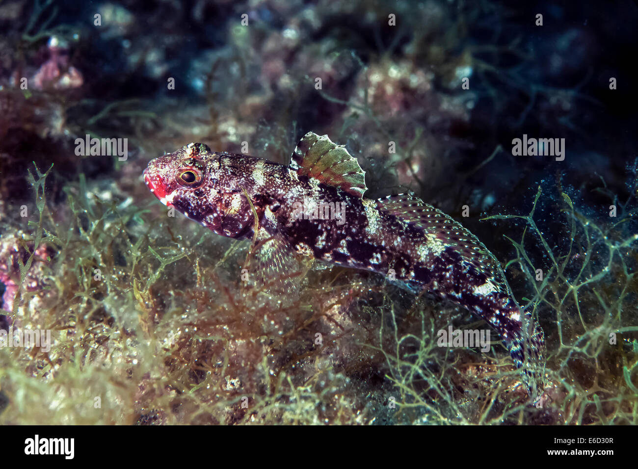 Redmouthed goby (Gobius cruentatus), Mediterranean Sea, Croatia Stock