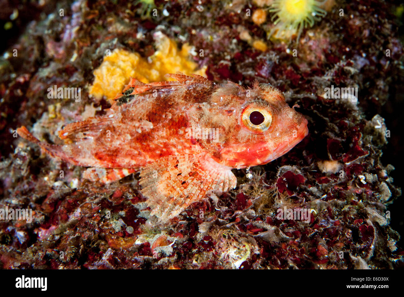 Small red scorpionfish (Scorpaena notata), Mediterranean Sea, Croatia Stock Photo
