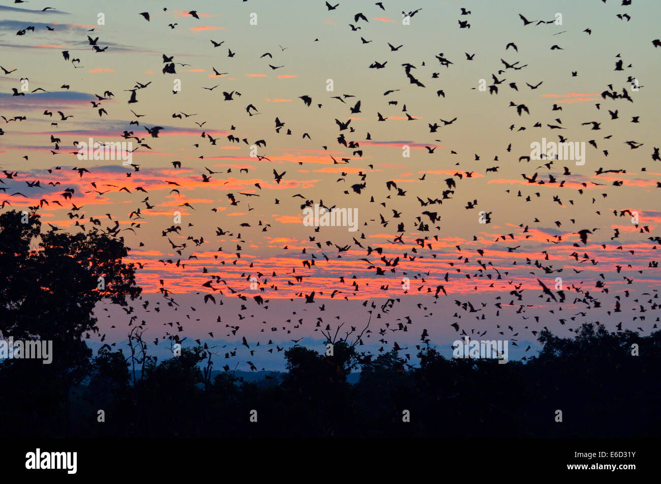 Straw-coloured Fruit Bats (Eidolon helvum), in flight at first light, Kasanka National Park, Zambia Stock Photo