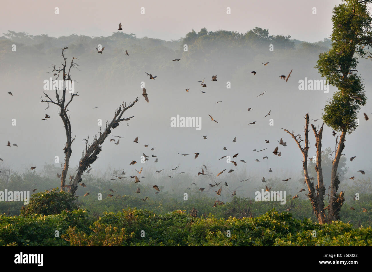 Straw-coloured Fruit Bats (Eidolon helvum), in flight, Kasanka National Park, Zambia Stock Photo