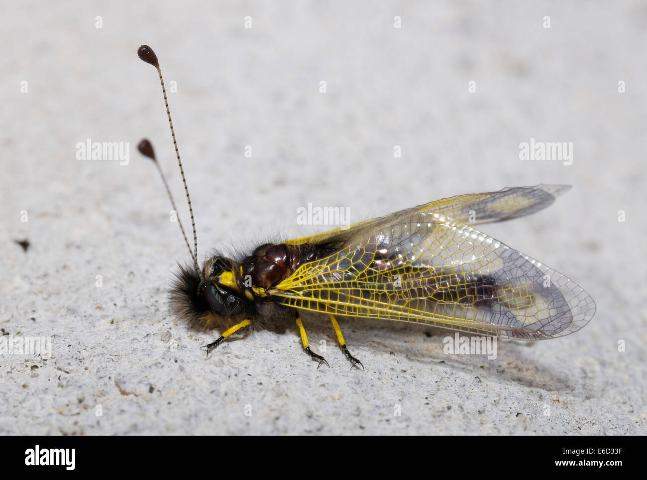 Owlfly (Libelloides sp), Lycia, Turkey Stock Photo