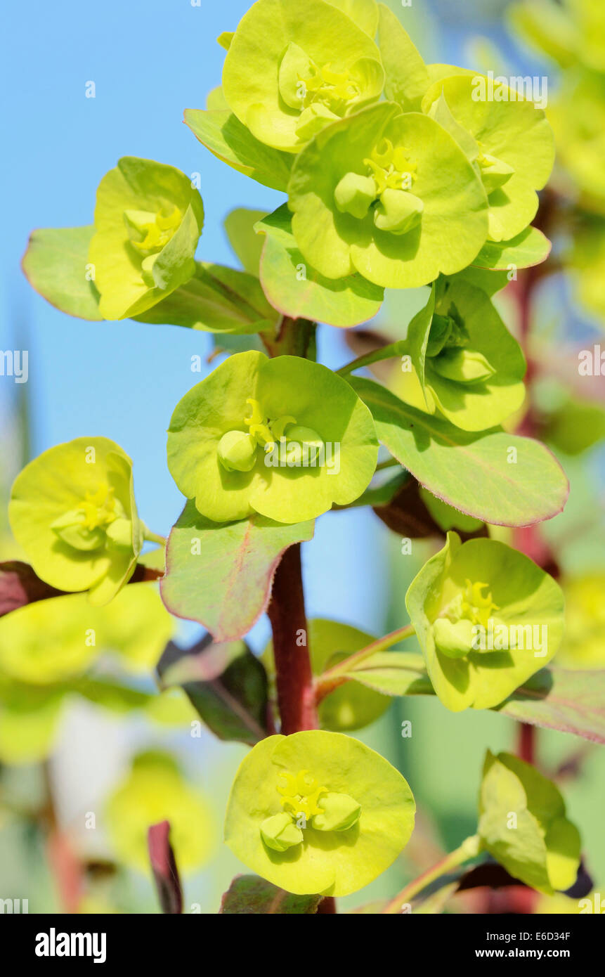 Wood Spurge (Euphorbia amygdaloides), flowering Stock Photo Alamy