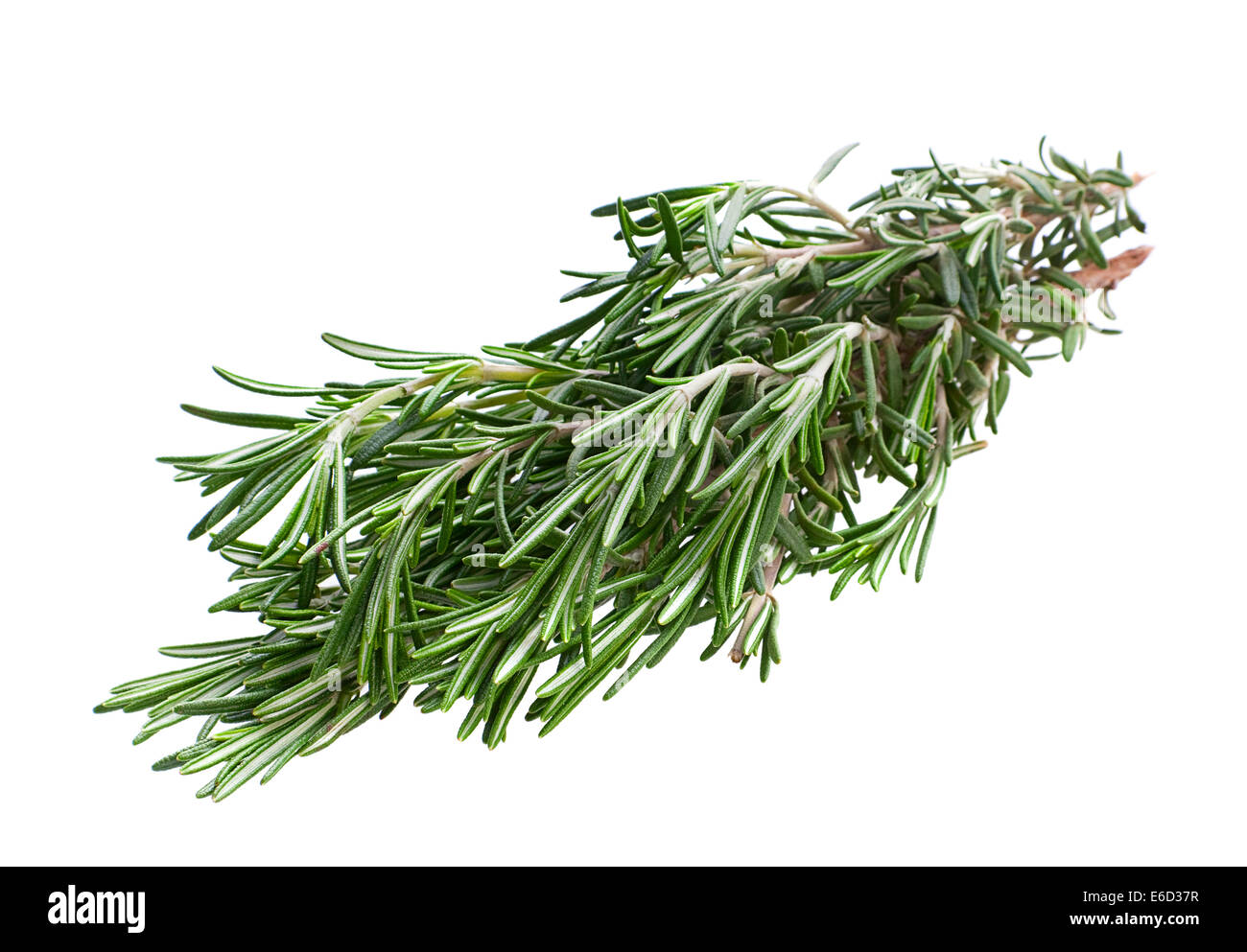 Rosemary herb closeup isolated on white background Stock Photo - Alamy