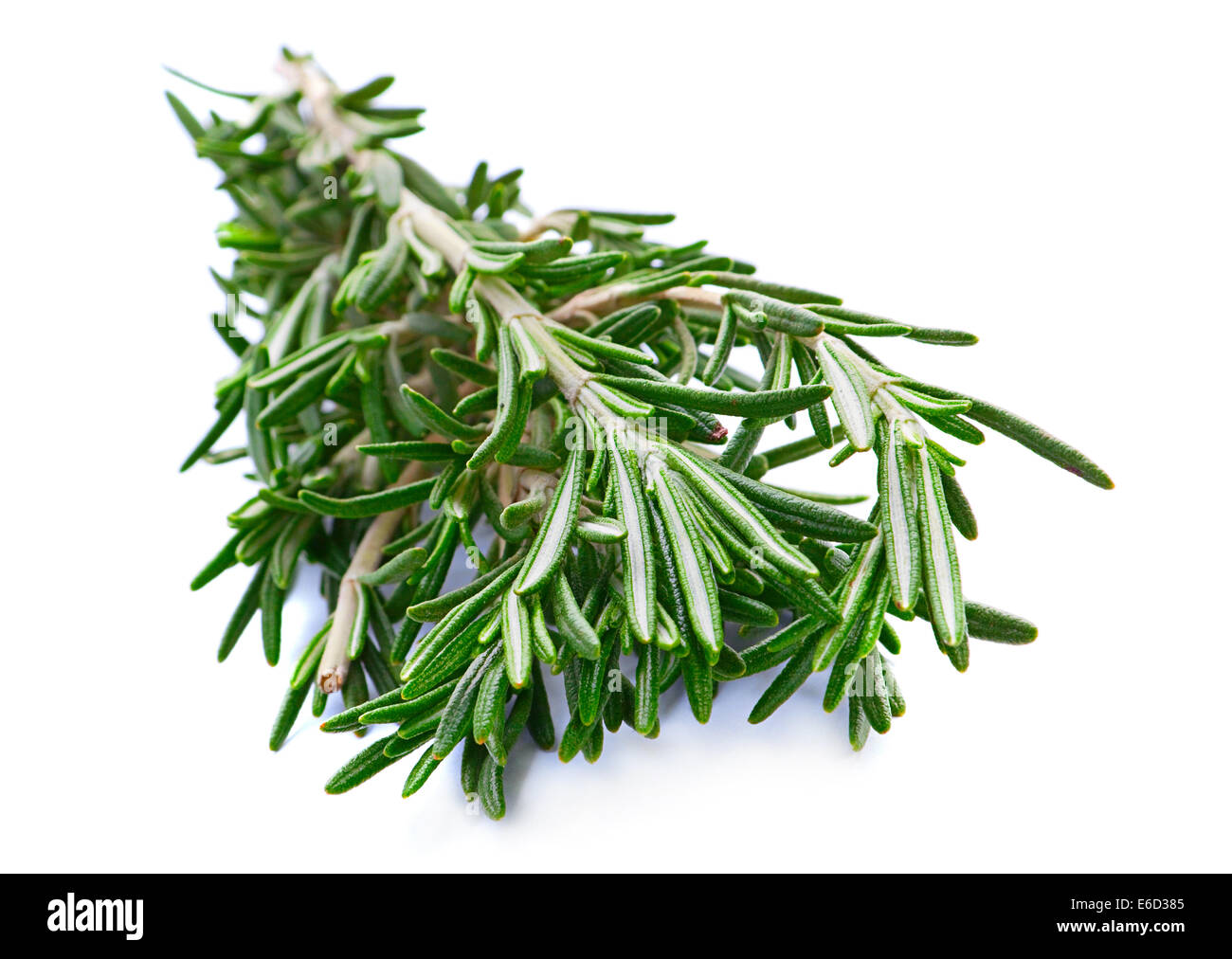 Rosemary herb closeup isolated on white background Stock Photo