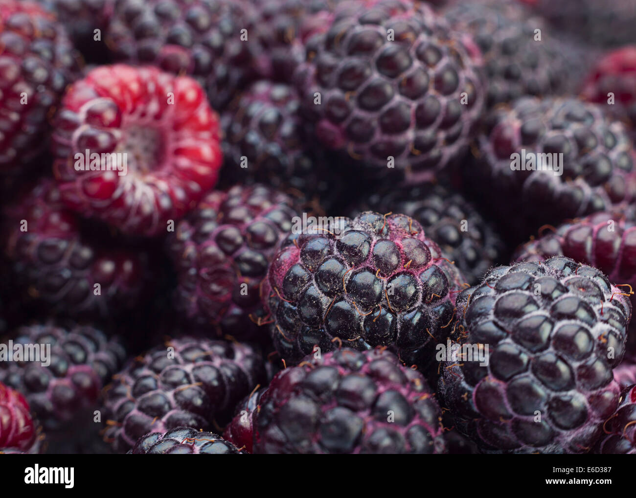 Black raspberry Cumberland closeup background Stock Photo - Alamy