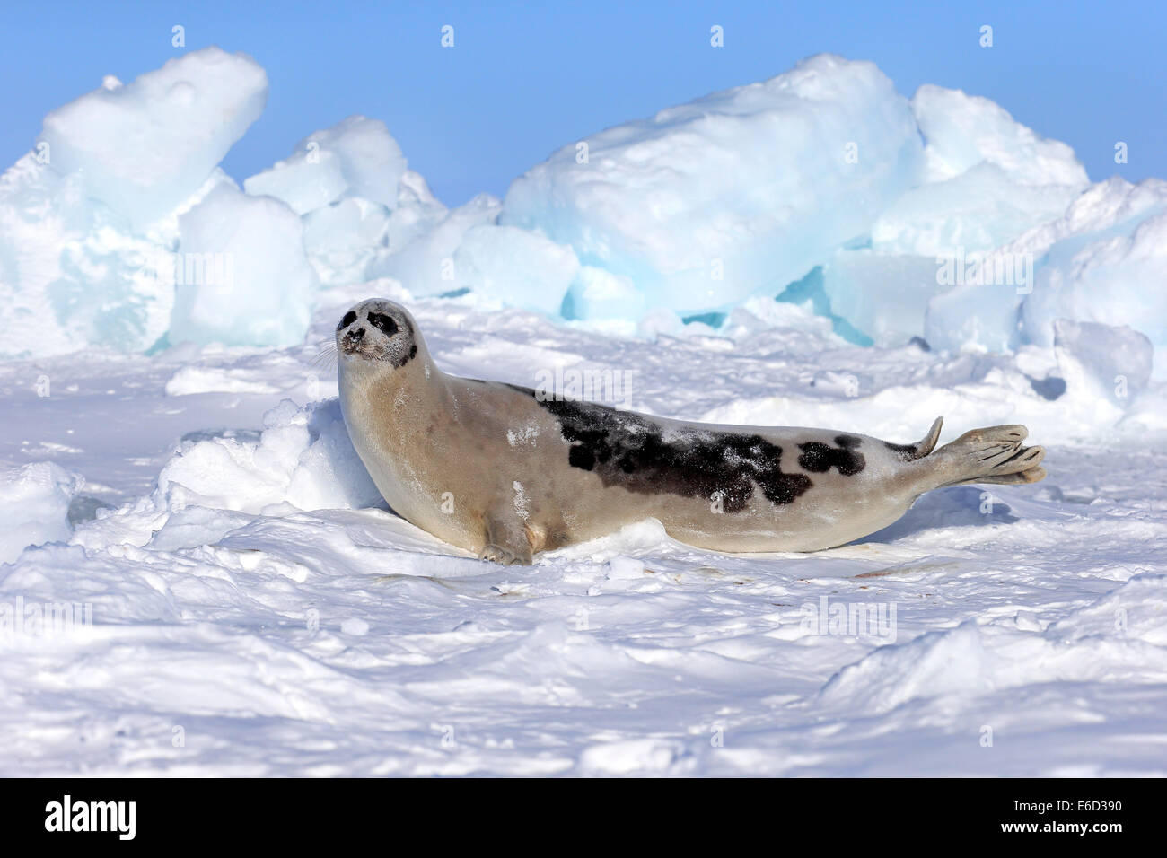 Harp Seal Or Saddleback Seal (pagophilus Groenlandicus, Phoca 