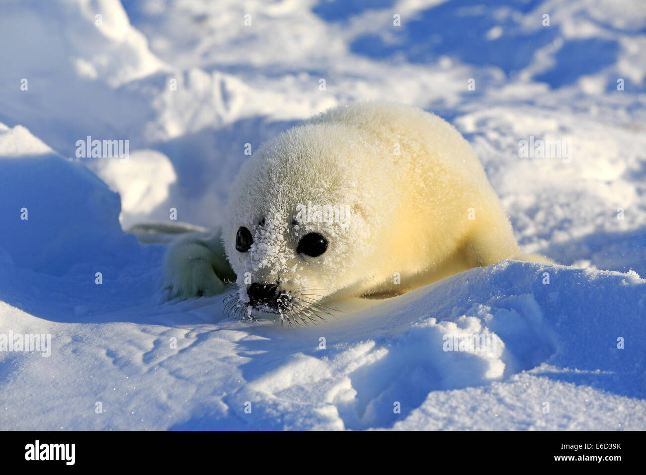Harp Seal or Saddleback Seal (Pagophilus groenlandicus, Phoca groenlandica) pup on pack ice, Magdalen Islands Stock Photo