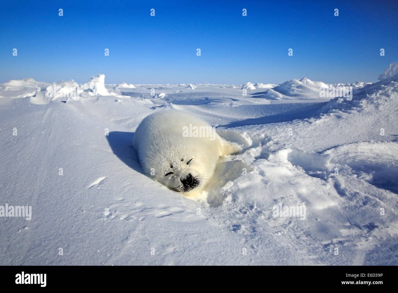 Harp seal (Pagophilus groenlandicus) pup sleeping on ice, Magdalen ...