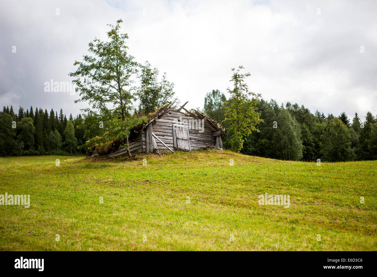 Really old wooden shed in Lapland, Sweden. Grass is growing on the roof. The shed is falling apart and slowly going back to natu Stock Photo