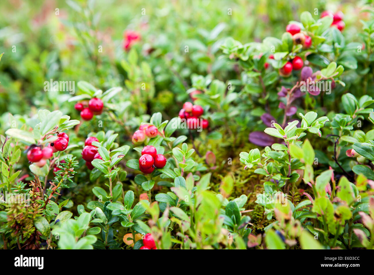 Berries growing wild hi-res stock photography and images - Alamy