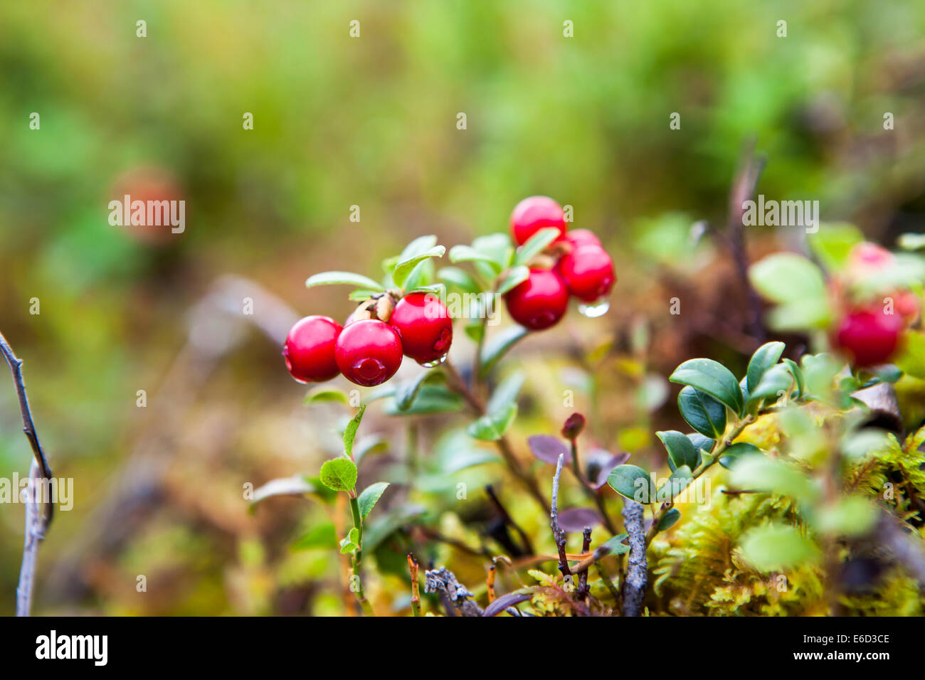 Fresh lingonberries growing on bush in forest Stock Photo