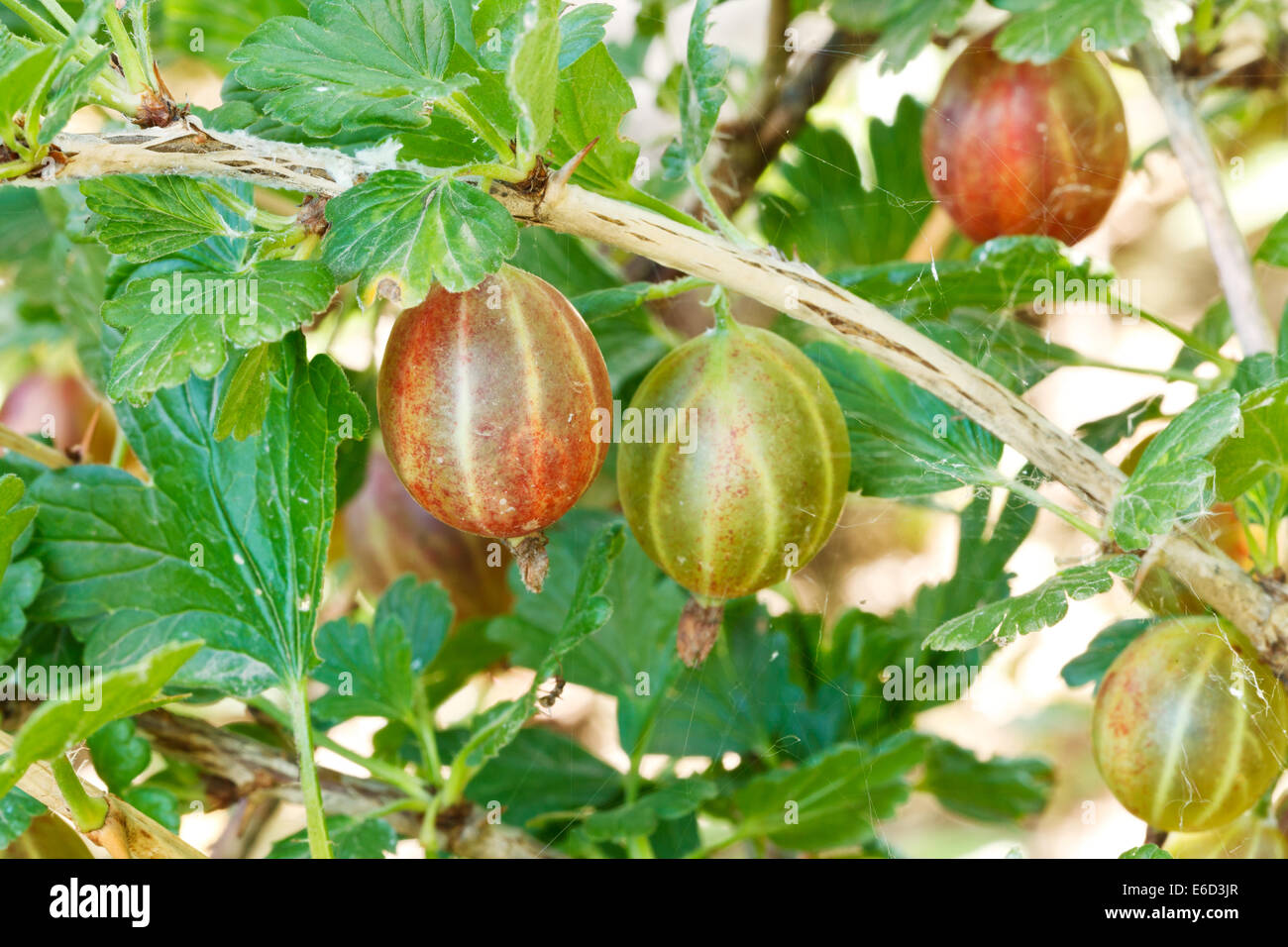 Close up view gooseberry hi-res stock photography and images - Alamy