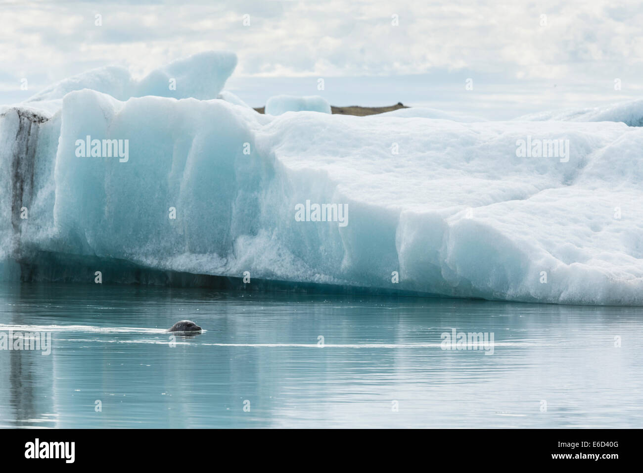 Common seal swimimng in the glacial lagoon or Jökulsárlón, amongst the ice. Stock Photo