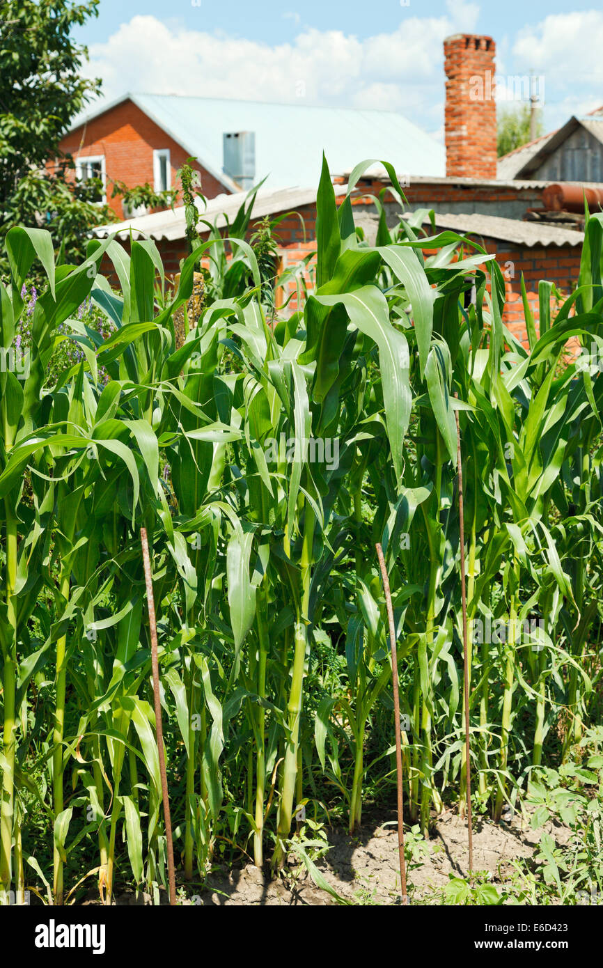 Corn Planting In Garden In Village Backyard In Summer Day Stock