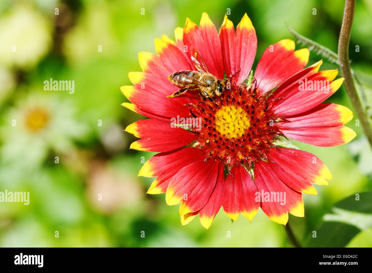 bee collects blossom dust from gaillardia flower in summer day Stock Photo